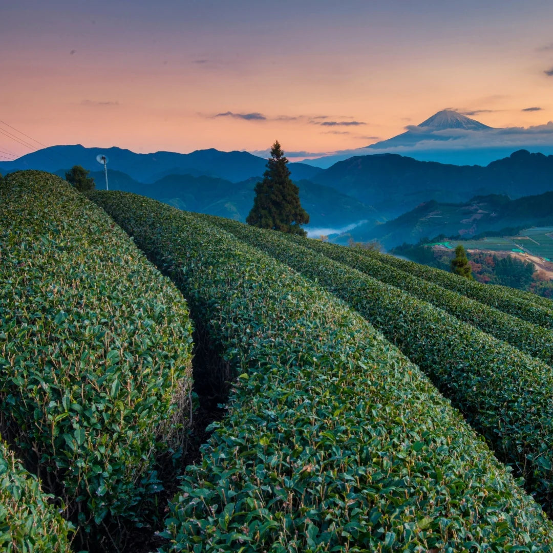 Té Verde Kukicha Superior Ecológico 100g