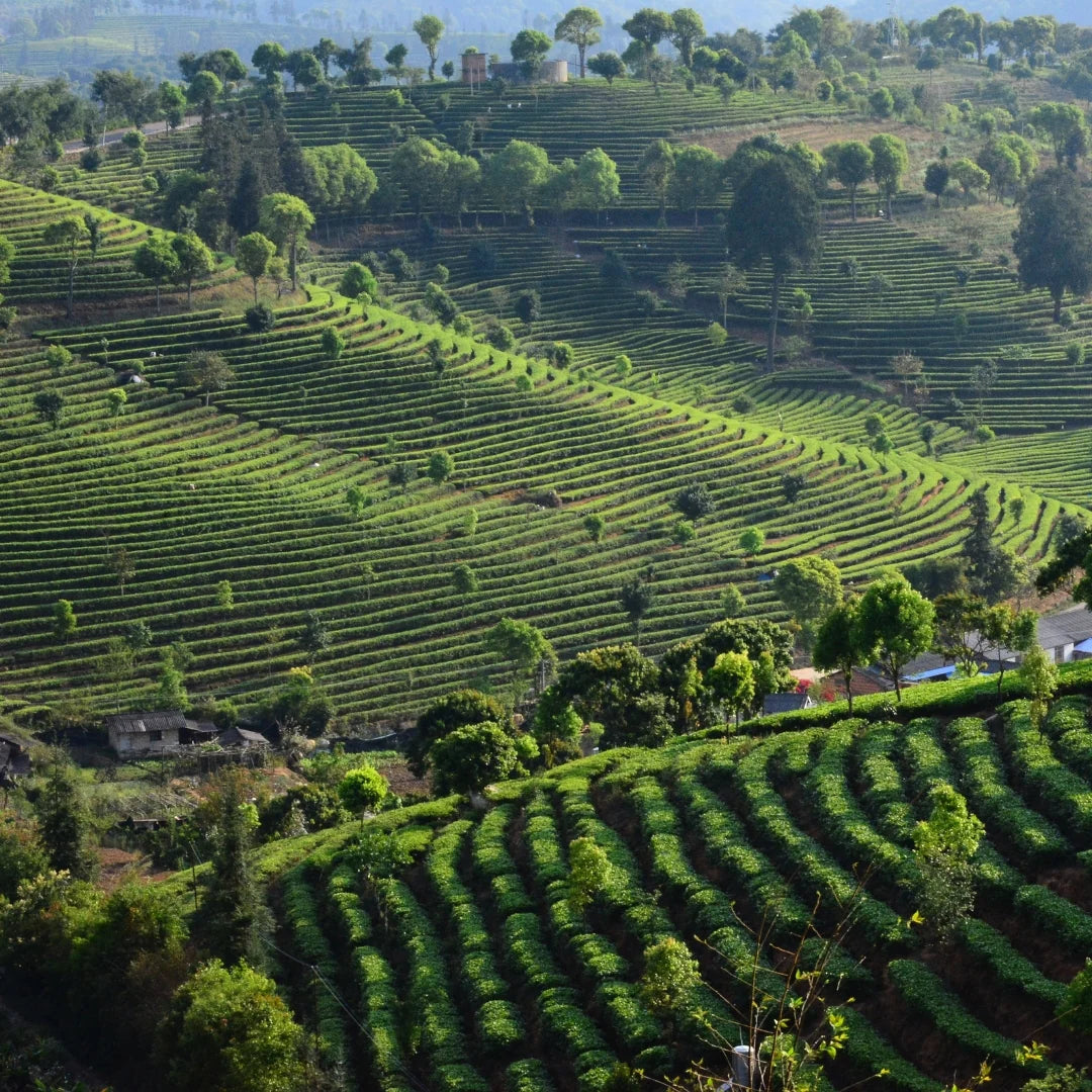Té Rojo Pu Erh Ecológico 100g