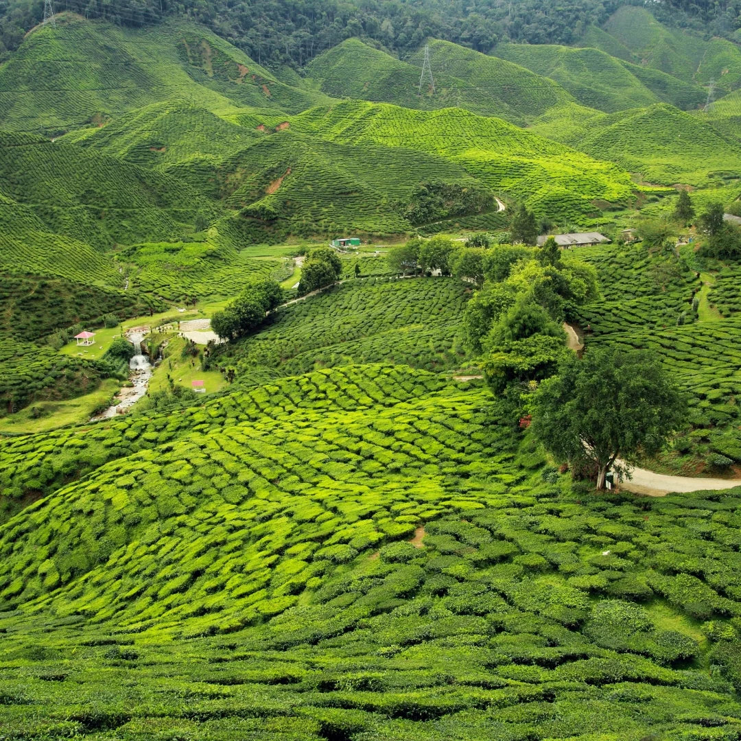 Té Negro Chai Latte Ecológico 100g