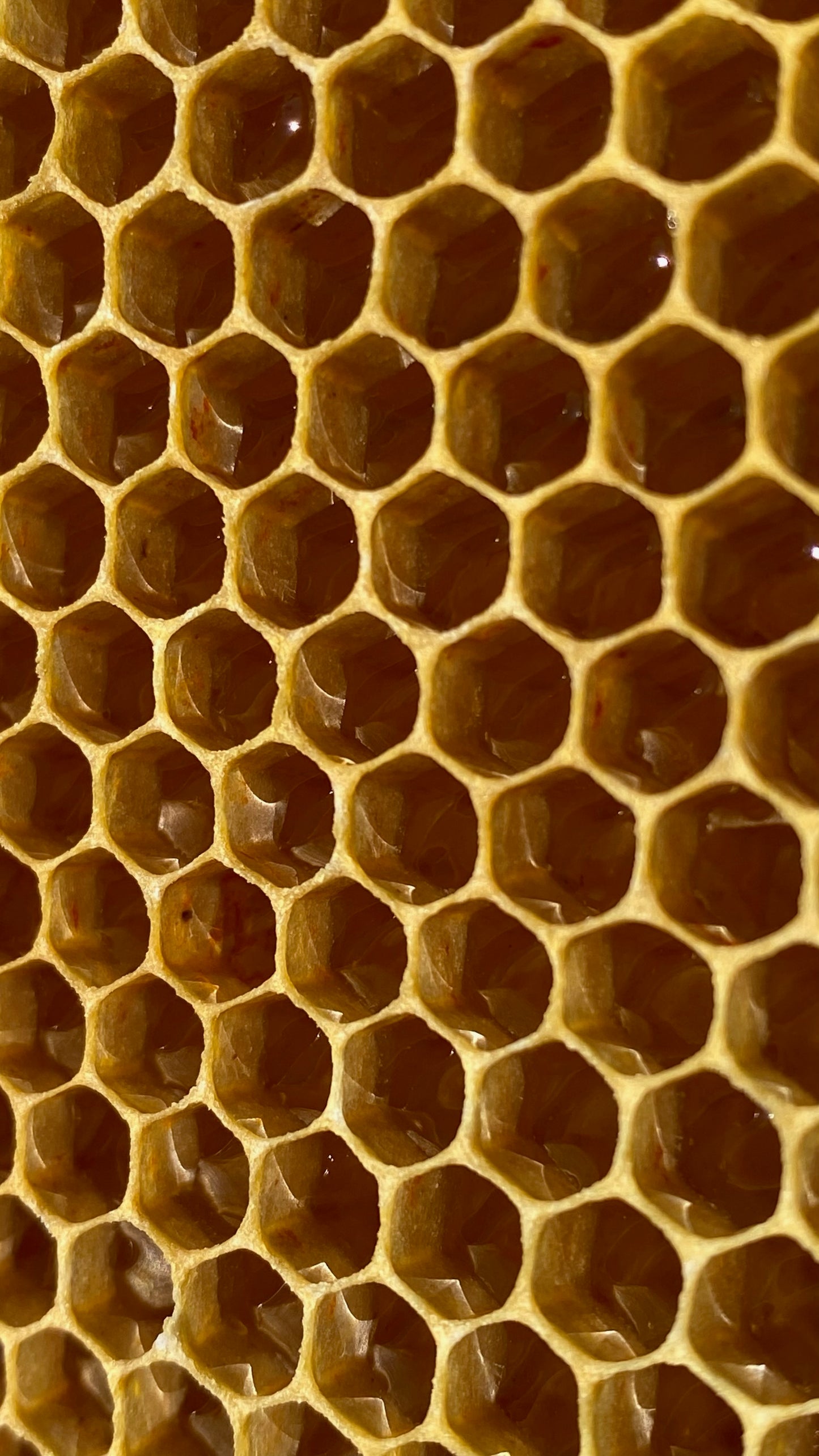 Vela de cera de abeja 100% artesana