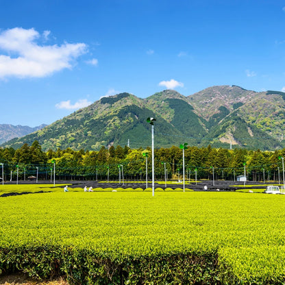Té Verde Genmaicha Miyazaki Ecológico 100g
